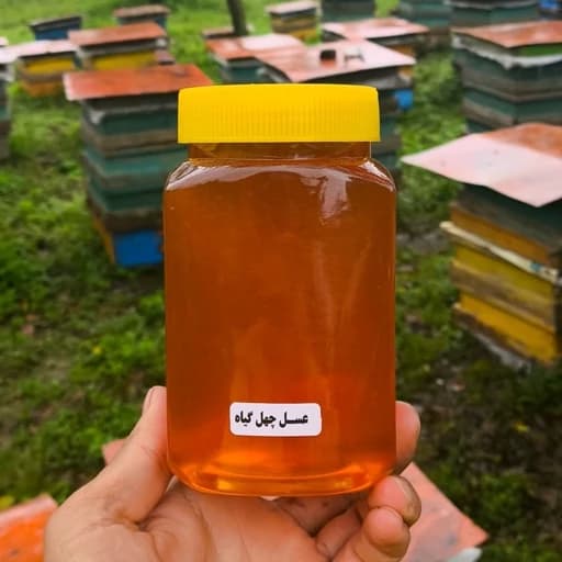 عسل چهل گیاه برداشت تازه بدون واسطه از زنبوردار (850 گرمی) ساکارز زیر 5 — تصویر ۲