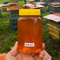 عسل چهل گیاه برداشت تازه بدون واسطه از زنبوردار (850 گرمی) ساکارز زیر 5 — تصویر ۳