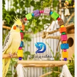 اسباب بازی پرنده مدل تاب بازی سایز بزرگ طوطیسانان عروس هلندی برزیلی راهب گرینچیک — تصویر ۳
