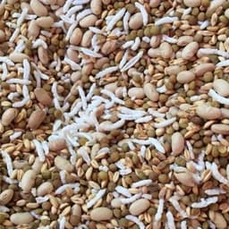 اجیل سلامت 750گرم (شاهدانه گندم سویا برنجک عدس) — تصویر ۳