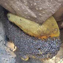 عسل وحشی صخره ای شهد 1 کیلویی بدون موم(عسل فروشی آتابال) — تصویر ۳