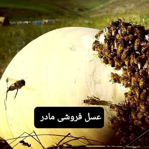 عسل طبیعی کوزه مومدار( عسل فروشی مادر ) — تصویر ۲