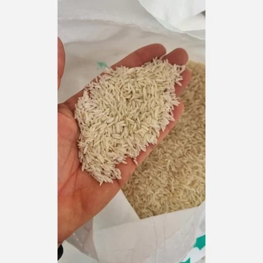 برنج شیرودی 10 کیلویی((ارسال رایگان))