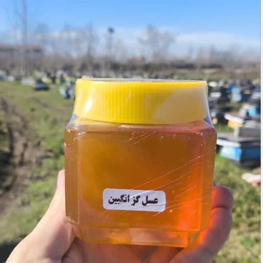 عسل گزانگبین کاملا خالص و طبیعی (نیم کیلویی) ساکارز زیر 1