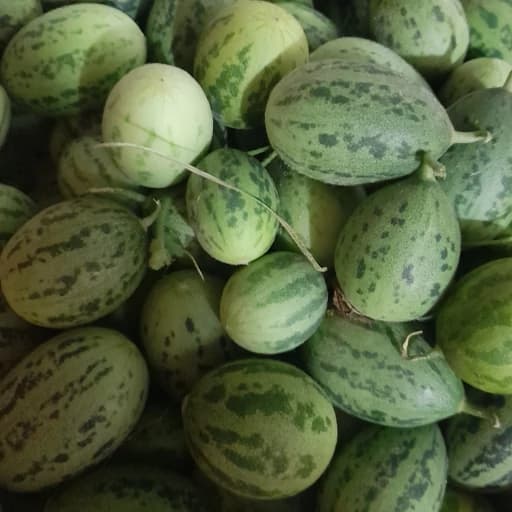 ترشی ابوجهل (500گرمی) — تصویر ۲