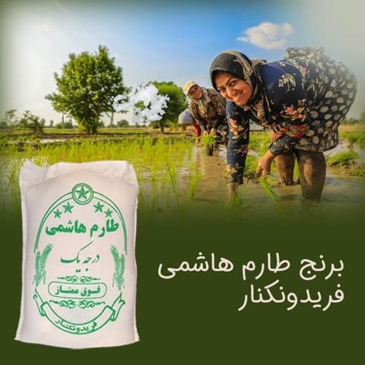 برنج طارم هاشمی فریدونکنار اقتصادی — تصویر ۲