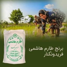 برنج طارم هاشمی فریدونکنار اقتصادی — تصویر ۳
