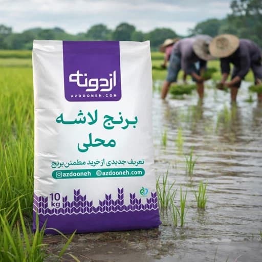 برنج سرلاشه طارم محلی — تصویر ۲