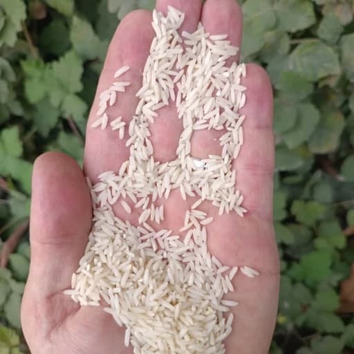 برنج طارم هاشمی (5کیلویی) غربال شده صداقت