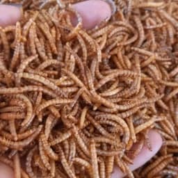 غذای تقویتی پرندگان ،طیور،ماهیها زینتی و پرورشی میلورم خشک 100 گرمی — تصویر ۵