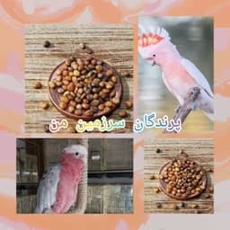 غذای پرندگان تخم منداب 150گرمی درجه یک — تصویر ۳