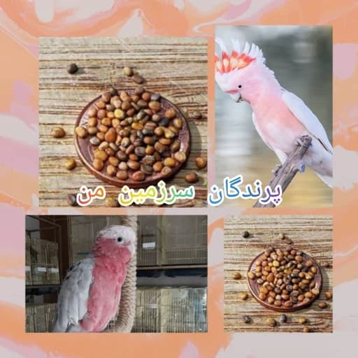 غذای پرندگان تخم منداب 150گرمی درجه یک — تصویر ۲