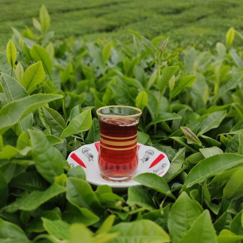 چای سیاه ایرانی ساقه - 1 کیلوگرم — تصویر ۲