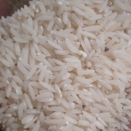 برنج هاشمی آستانه اشرفیه محصول سال 1404