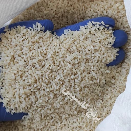 برنج سرلاشه هاشمی آستانه اشرفیه 100 گرم — تصویر ۲