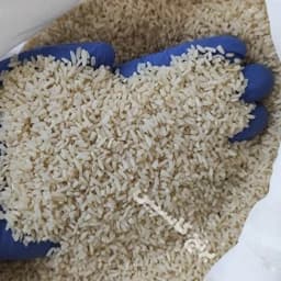 برنج سرلاشه هاشمی آستانه اشرفیه 100 گرم — تصویر ۳