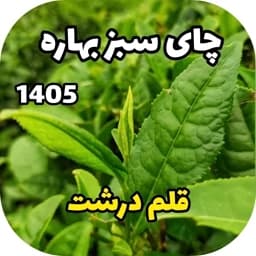 چای سبز قلم بهاره (500 گرم) — تصویر ۳