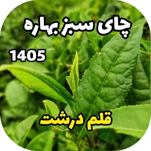 چای سبز قلم بهاره (500 گرم)