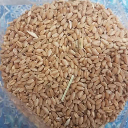 غذای پرندگان مدل گندم مرغ عشق وزن 5000 گرم