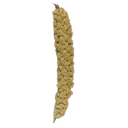 غذای پرنده مدل ارزن خوشه ای درشت کد 0100 بسته 100 عددی وزن 1200 گرم — تصویر ۲