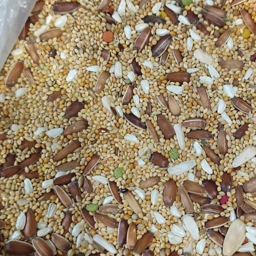 غذای عروس هلندی و پرنده