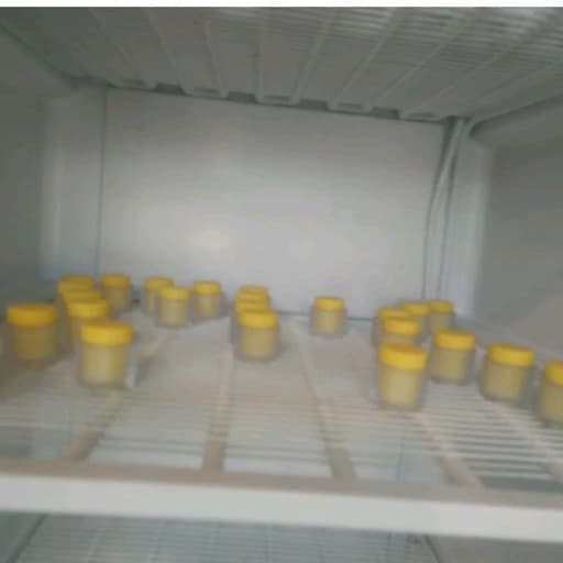 ژل رویال 30 گرم(مستقیم از زنبوردار) ارسال شهر تهران در یخ با اسنپ