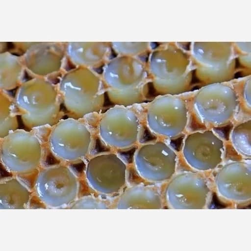 ژل رویال ایرانی (30 گرمی)