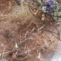 دمنوش رفع عفونت ادراری.رفع تکررادرار.رفعسوزش ادرار — تصویر ۳