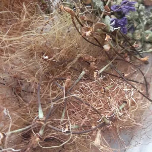 دمنوش رفع عفونت ادراری.رفع تکررادرار.رفعسوزش ادرار