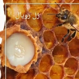 ژل رویال خالص — تصویر ۳