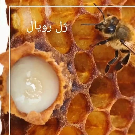 ژل رویال خالص