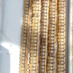 ژل رویال کوهستان (10 گرم) ایرانی ضمانت دار — تصویر ۳