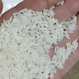 برنج طارم محلی فریدونکنار (طارم سنگی) مستقیم از تولید کننده 10کیلویی بوجار شده ارسال بصورت پسکرایه — تصویر ۳