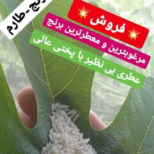 برنج طارم محلی شمال درجه یک به شرط پخت وبا کیفیت عالی مستقیم از کشاورز وبدون واسطه با برنج های پر محصول ترکیب نشده ...