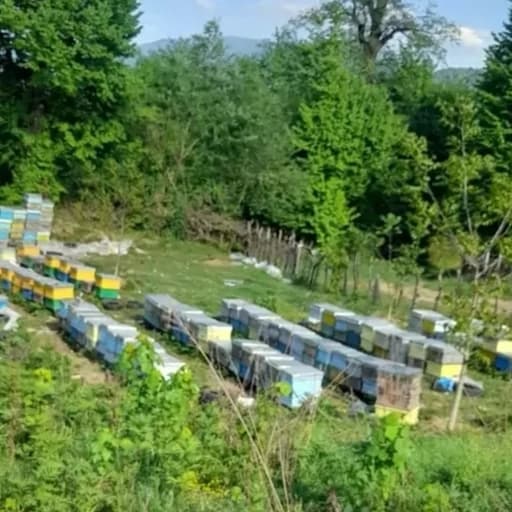 ژل رویال اصلی 10 گرمی خالص گرید Aجایزه دار(30گرم عسل محلی)زنبور بومی فلات ایران فوق العاده باکیفیت زنبورستان ماهور اعلا — تصویر ۲