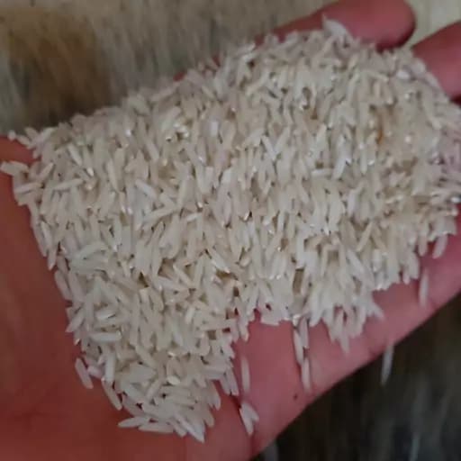 برنج طارم هاشمی اعلاء تازه (10کیلوگرم) تضمین کیفیت و مرجوعی فروش با تخفیف ویژه — تصویر ۲