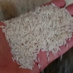 برنج طارم هاشمی اعلاء تازه (10کیلوگرم) تضمین کیفیت و مرجوعی فروش با تخفیف ویژه — تصویر ۳