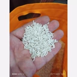 برنج طارم هاشمی صادراتی — تصویر ۳