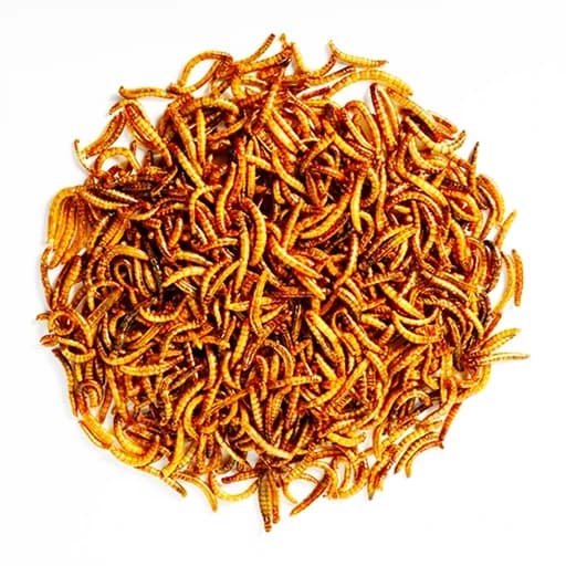 غذا خشک پرنده مدل میلورم کد 001 وزن 100 گرم