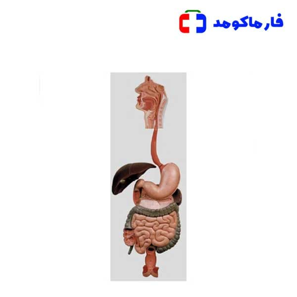 مولاژ دستگاه گوارش — تصویر ۶