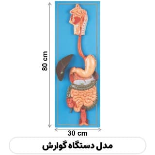 مولاژ دستگاه گوارش — تصویر ۴