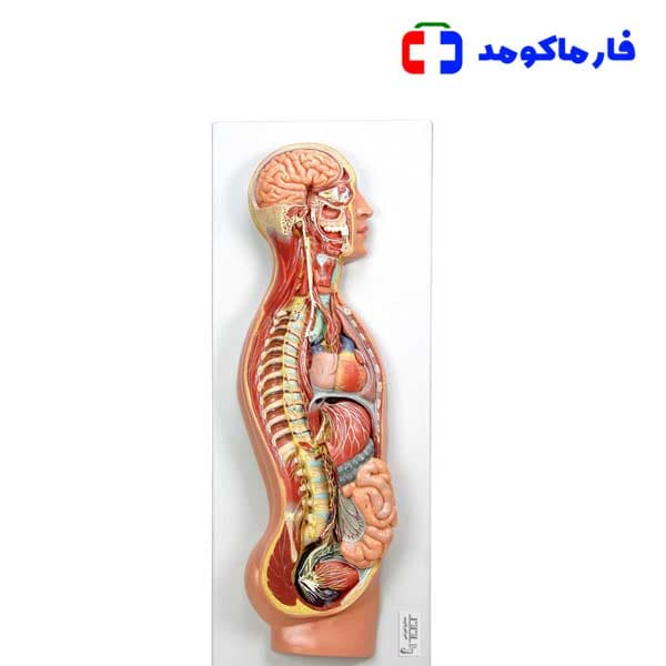 مولاژ دستگاه عصبی