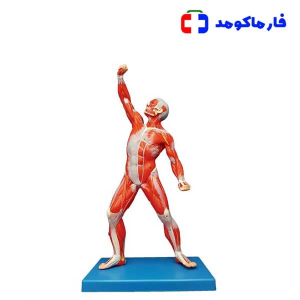 مولاژ عضلات 1/3 فیگور — تصویر ۲