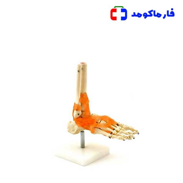 مولاژ اسکلت مچ پا