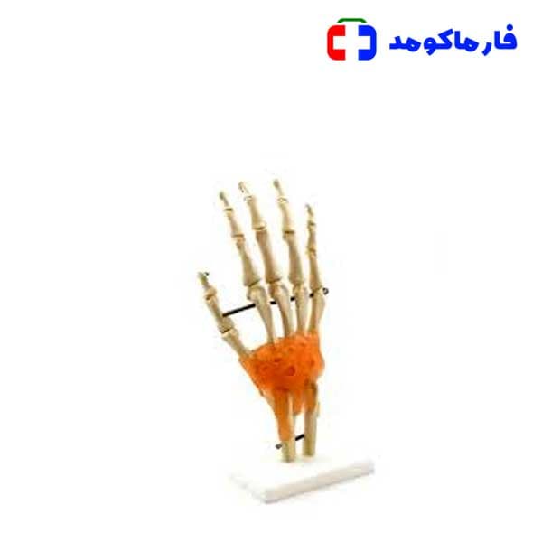 مولاژ اسکلت مچ دست