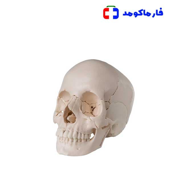 مولاژ جمجمه انسان اندازه طبیعی — تصویر ۲