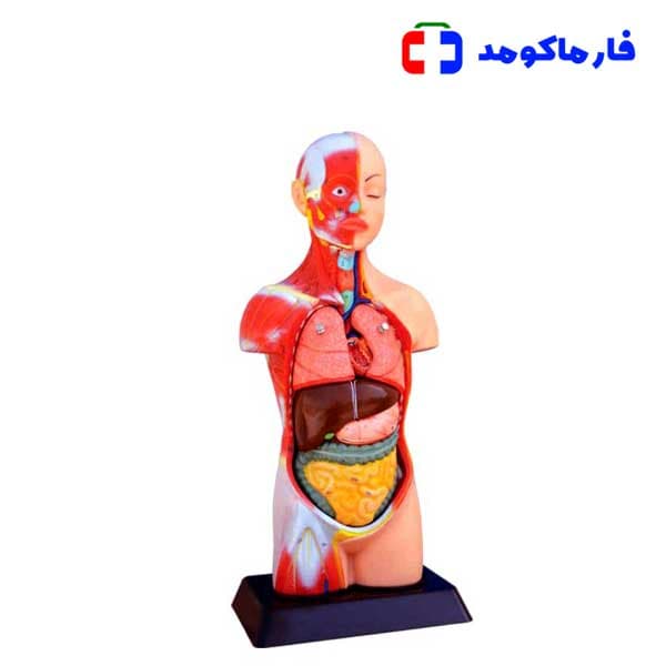 مولاژ نیم تنه بدن با نمایش عضلات