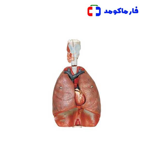 مولاژ دستگاه تنفس — تصویر ۲