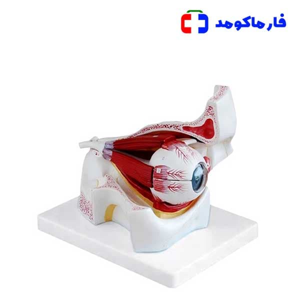 مولاژ چشم با نمایش ماهیچه