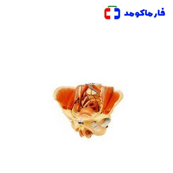 مولاژ لگن با ماهیچه